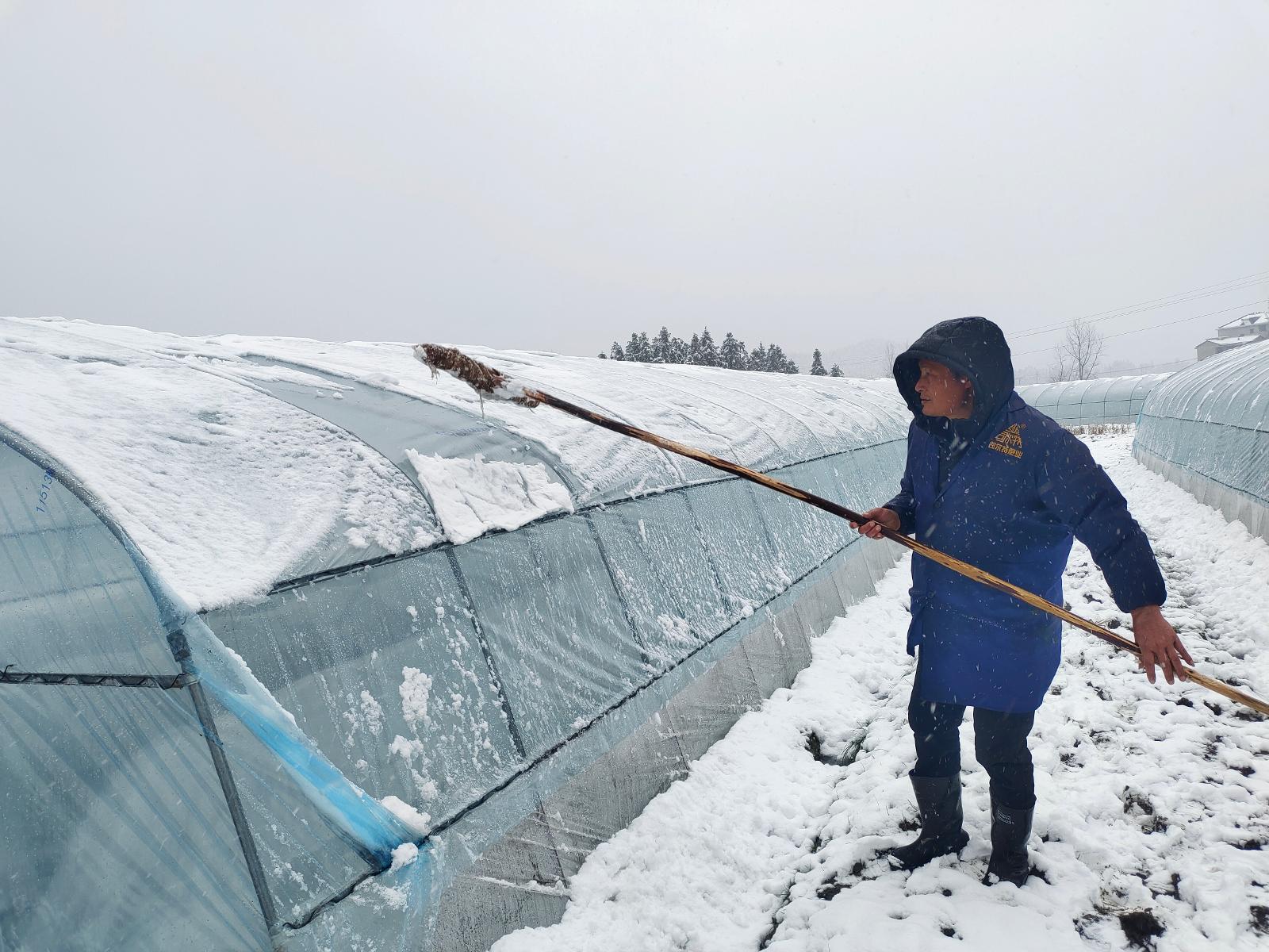 圖為煙技員掃除移動(dòng)育苗棚頂?shù)姆e雪.jpg