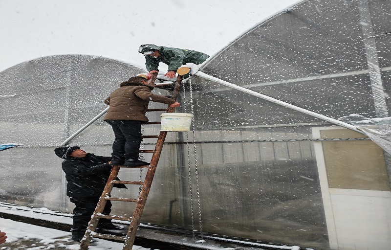圖為煙技員協(xié)助育苗戶在育苗工場(chǎng)頂棚撒鹽除雪.jpg