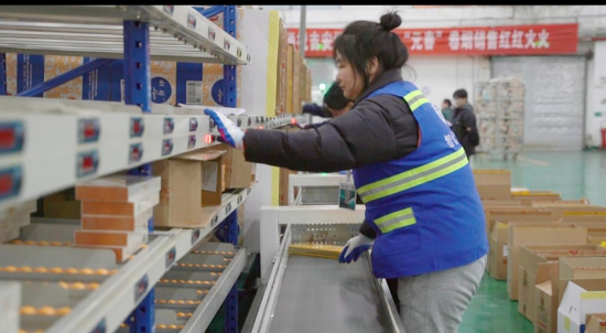 圖為吉安市煙草專賣局物流中心分揀員正在進行分揀作業(yè)