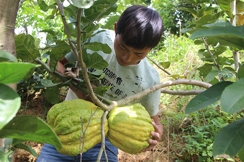 農(nóng)戶正在采收成熟的陽旺田香櫞資料圖茶瀟琦攝