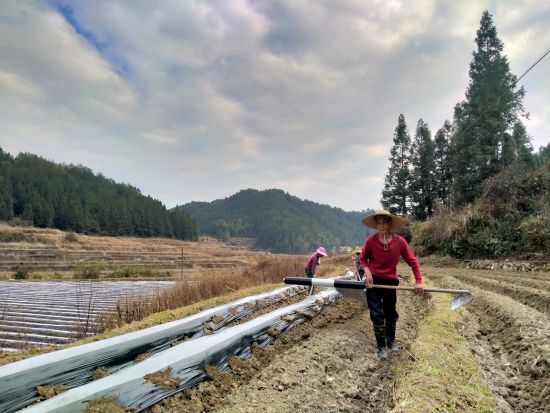 圖為工人們正在覆蓋地膜 溫昌恭 攝 圖為工人們正在覆蓋地膜 溫昌恭 攝