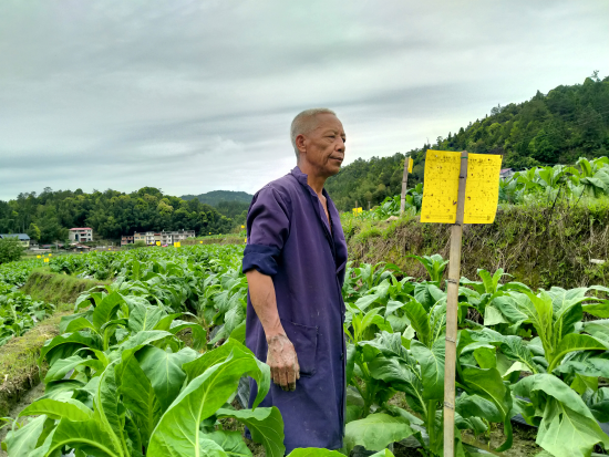 圖為溫啟發(fā)正在煙田里觀察粘蟲板粘蟲效果 溫昌恭攝