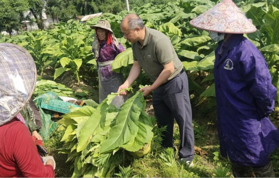 圖為會(huì)昌煙草技術(shù)人員在田間指導(dǎo)工人采收煙葉