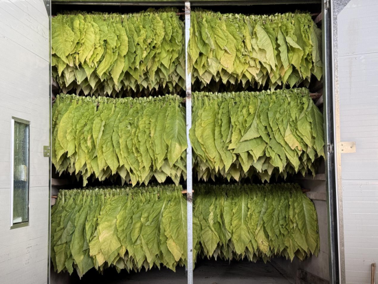 圖為生物質(zhì)顆粒燃料烤房烘烤場景