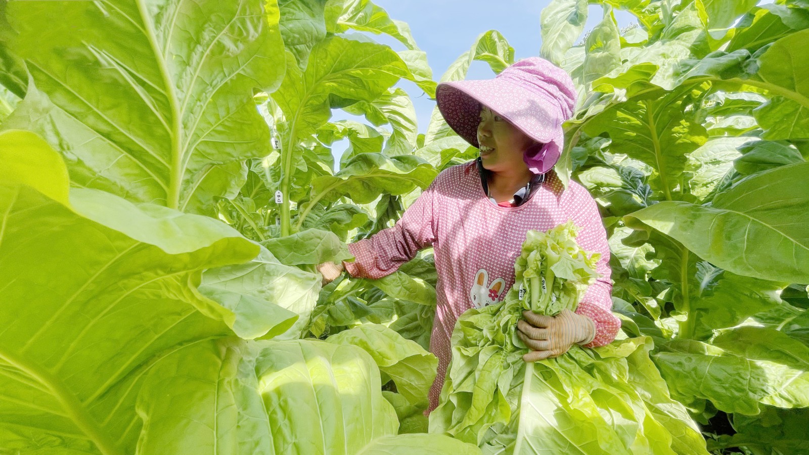 烤煙產(chǎn)業(yè)已成為攀枝花二半山區(qū)農(nóng)業(yè)支柱產(chǎn)業(yè).JPG
