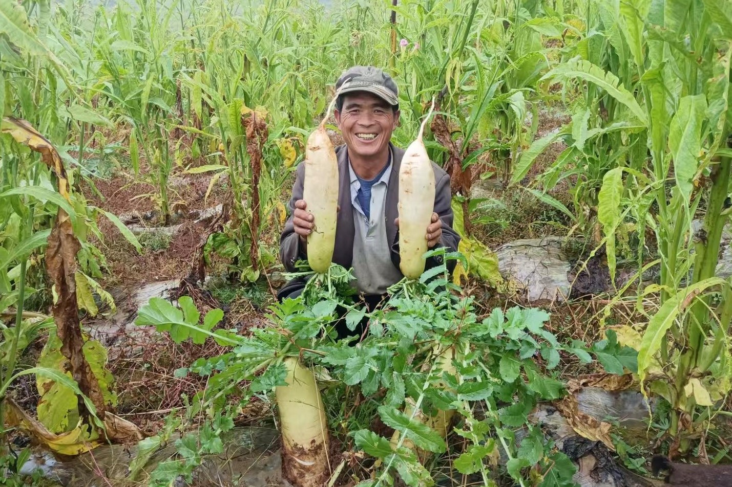 煙農正在采收高山蘿卜.jpg