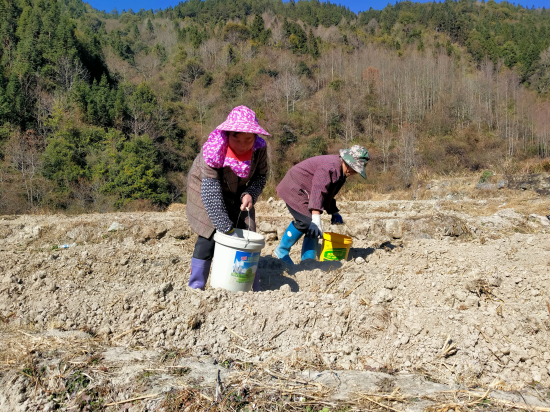 圖為高田鎮(zhèn)上柏村煙田里工人們正在幫煙農(nóng)付樹清施基肥