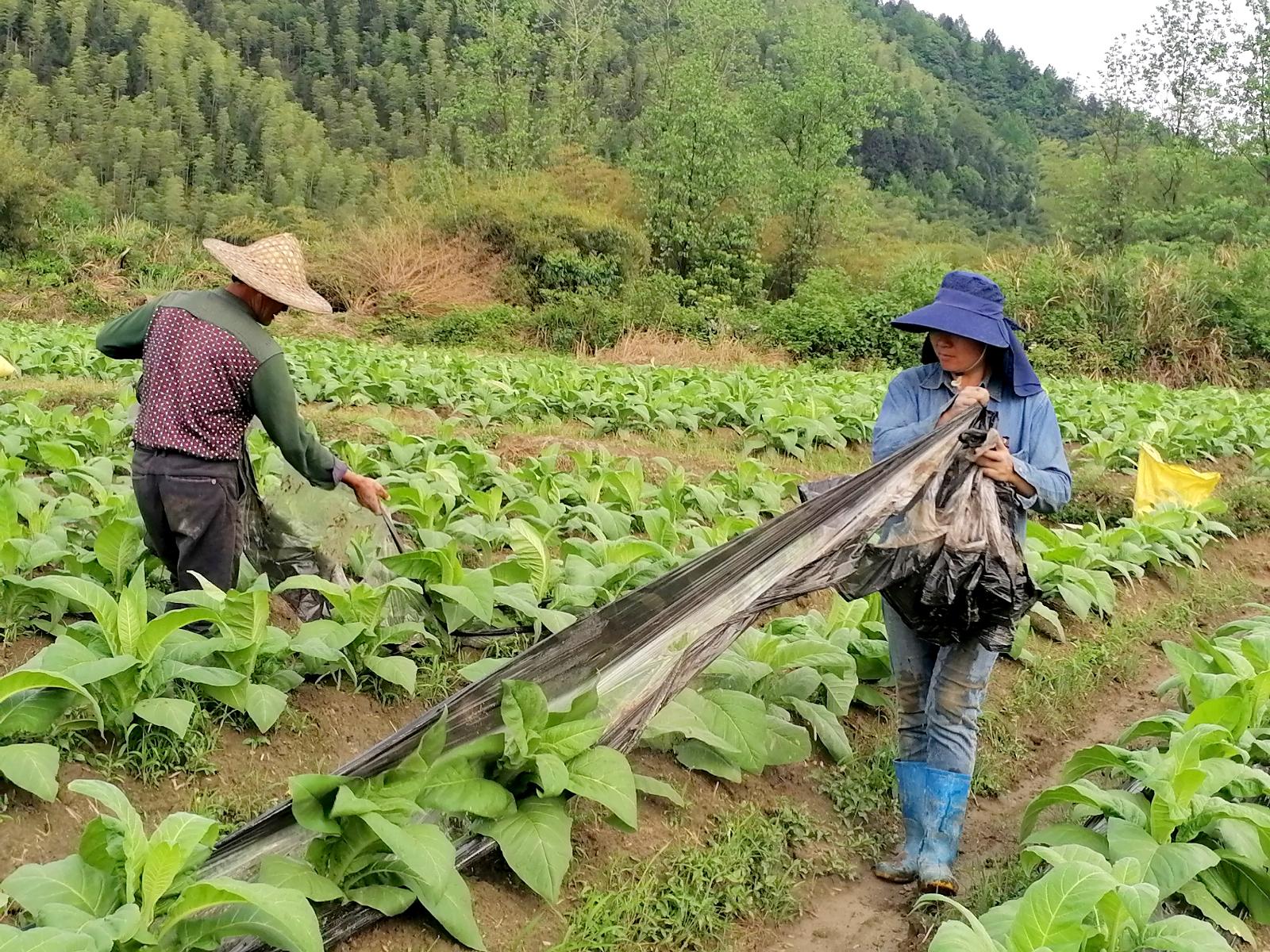 圖為煙農(nóng)在煙田里回收地膜.jpg