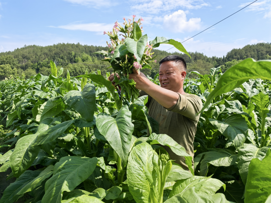 圖為寧都縣黃陂鎮(zhèn)山堂村煙農(nóng)雷佰生正在對(duì)煙株打頂