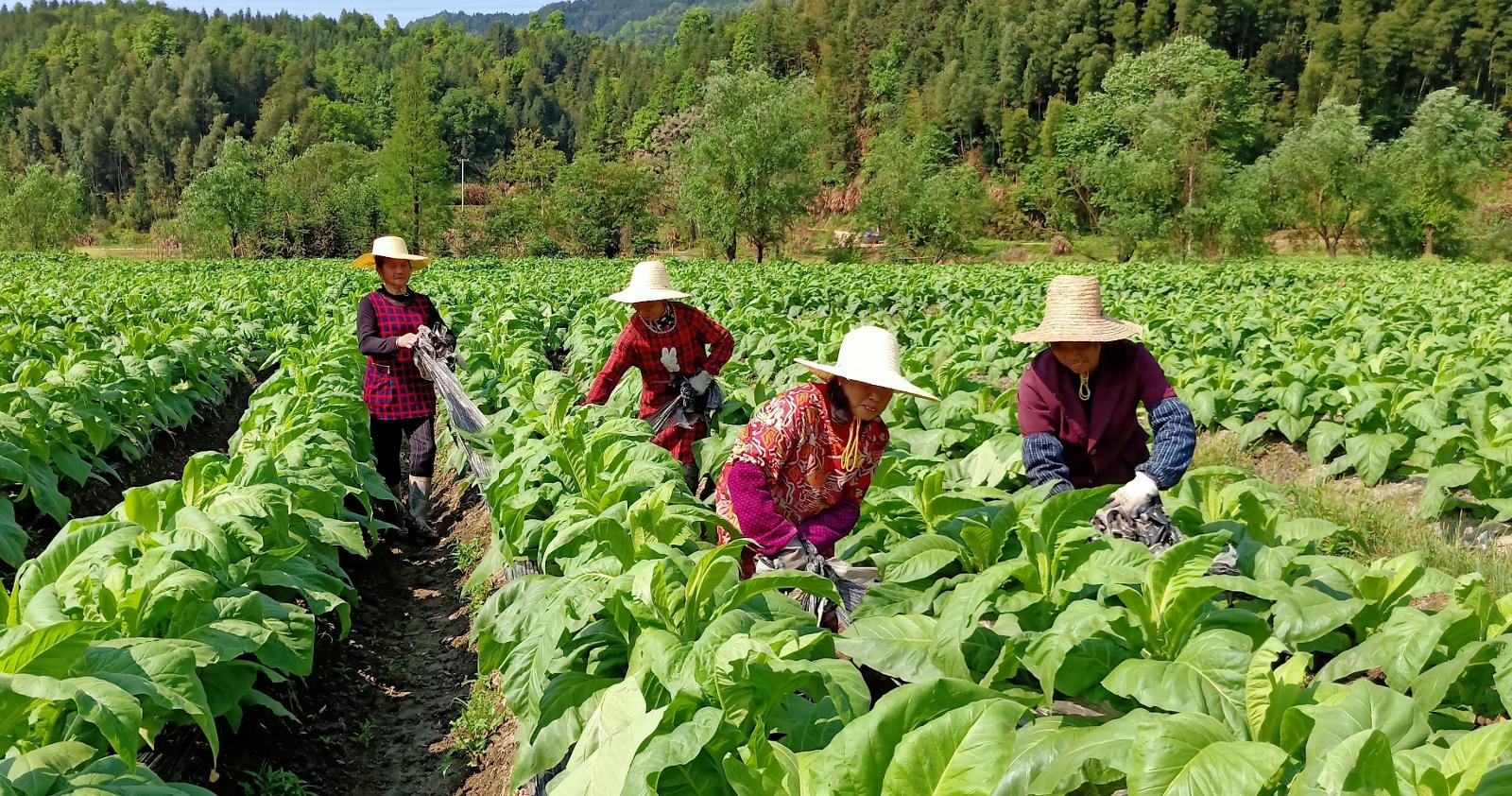 圖為煙農(nóng)在煙田中回收廢舊地膜.jpg