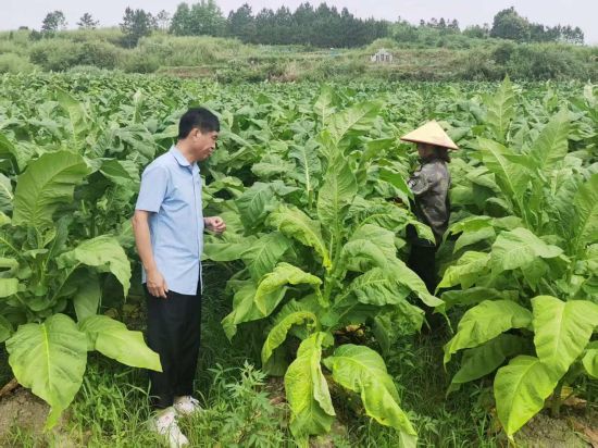 圖為駐村隊(duì)員為王鳳英進(jìn)行煙葉打頂指導(dǎo) 圖為駐村隊(duì)員為王鳳英進(jìn)行煙葉打頂指導(dǎo)