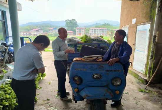 圖為指導(dǎo)煙農(nóng)煙葉采收細(xì)節(jié) 圖為指導(dǎo)煙農(nóng)煙葉采收細(xì)節(jié)