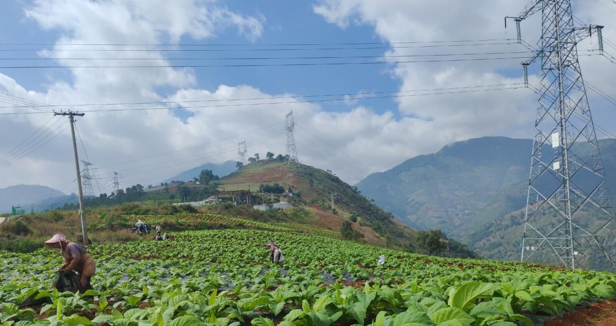 煙農在田間勞作.png 煙農在田間勞作.png