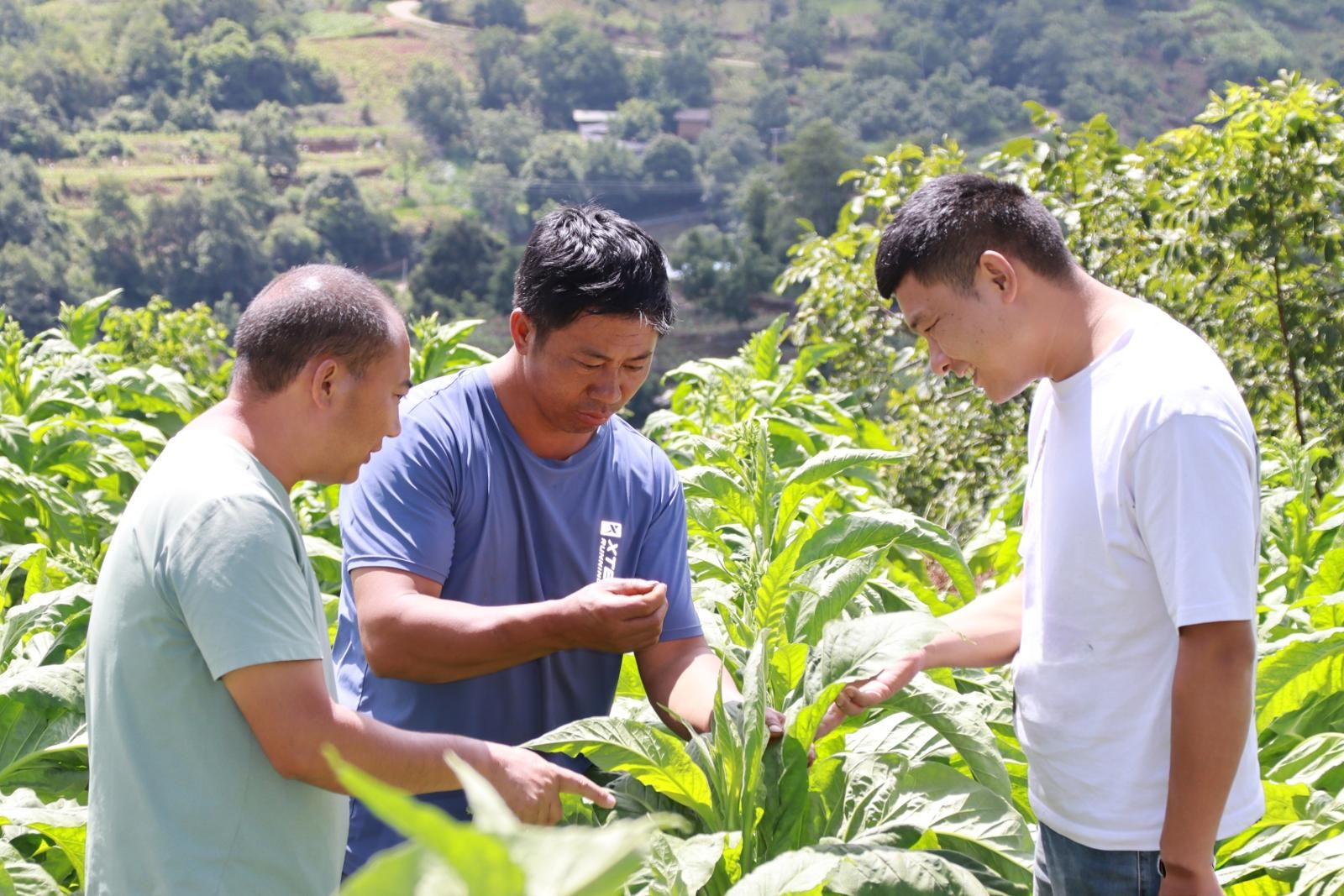 技術人員指導田間管理.jpg 技術人員指導田間管理.jpg