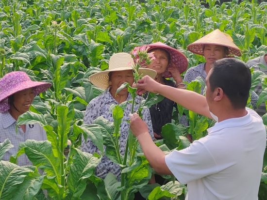 圖為煙株打頂技術培訓現(xiàn)場 圖為煙株打頂技術培訓現(xiàn)場