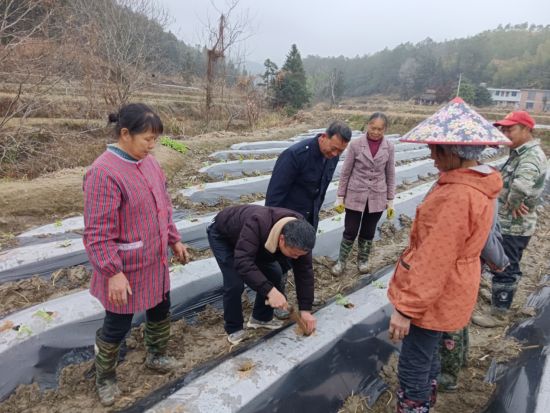 圖為煙苗移栽培訓現(xiàn)場 圖為煙苗移栽培訓現(xiàn)場