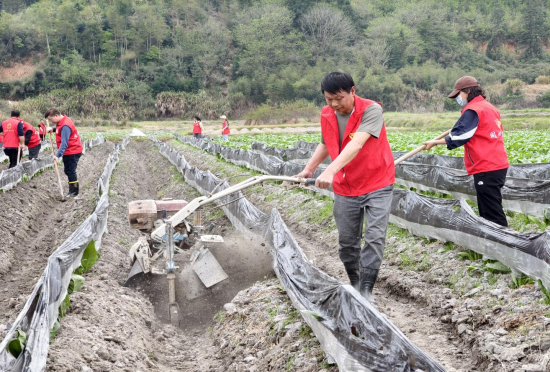 圖為黨員志愿者助農(nóng)大培土