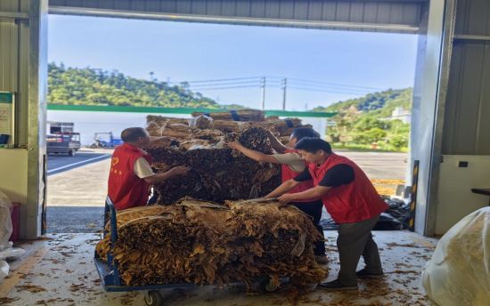 圖為黨員志愿者幫助煙農(nóng)卸煙葉.jpg 圖為黨員志愿者幫助煙農(nóng)卸煙葉.jpg