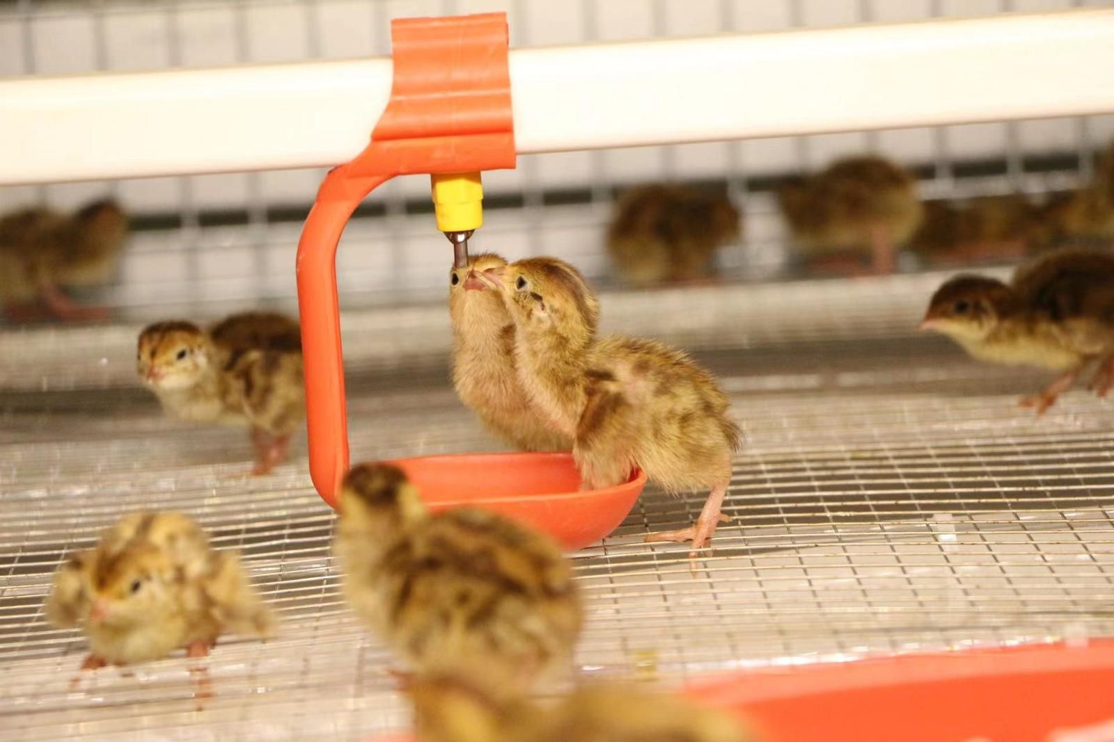 紅格煙點(diǎn)用于鵪鶉養(yǎng)殖及深加工.jpg 紅格煙點(diǎn)用于鵪鶉養(yǎng)殖及深加工.jpg