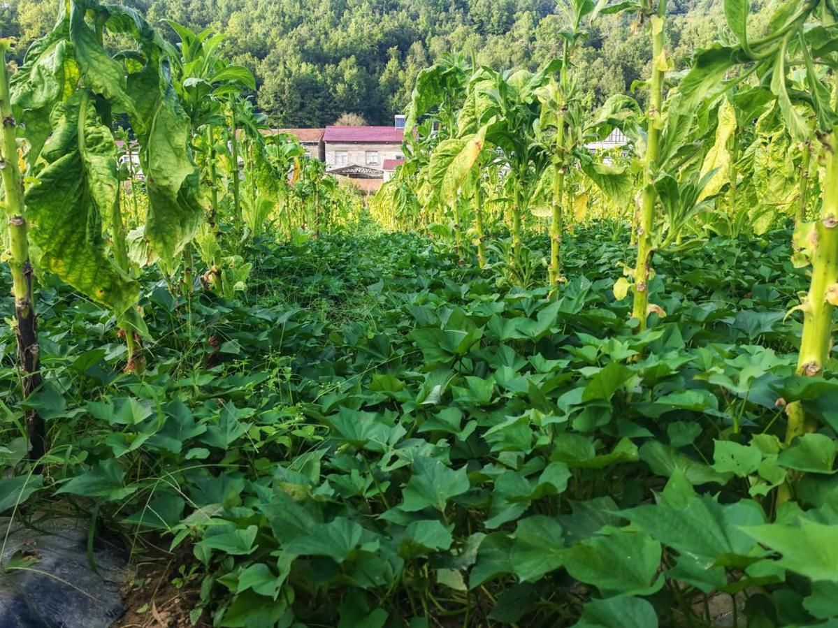 692546d86b8e45156f34c94a_m.jpg 692546d86b8e45156f34c94a_m.jpg