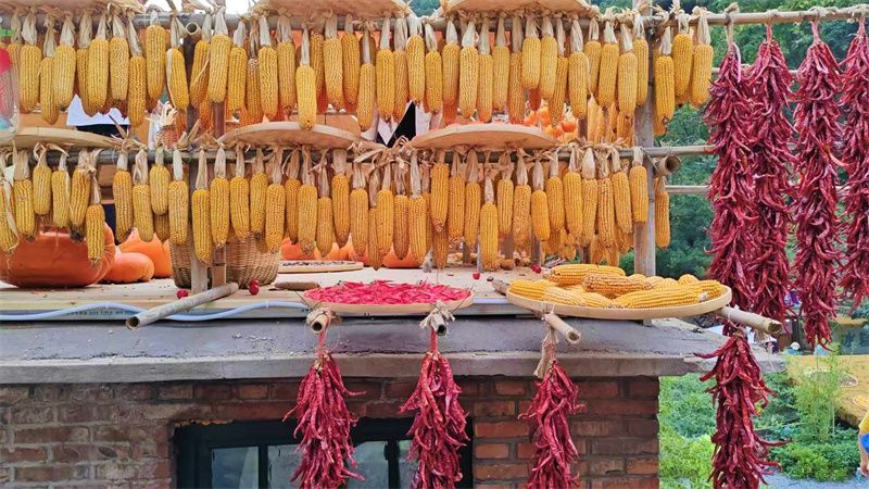 圖為村民在房頂晾曬收獲的果實