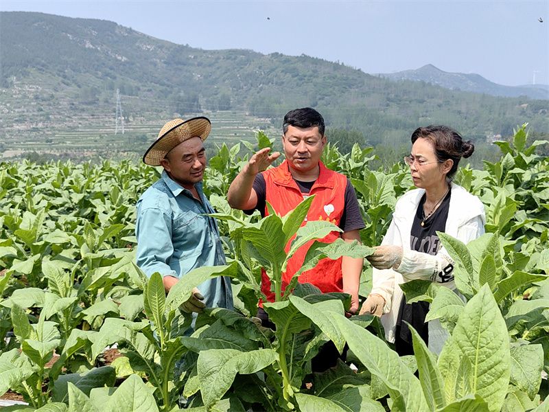 圖為煙葉生長期博山煙草技術(shù)員進(jìn)行現(xiàn)場指導(dǎo) 圖為煙葉生長期博山煙草技術(shù)員進(jìn)行現(xiàn)場指導(dǎo)